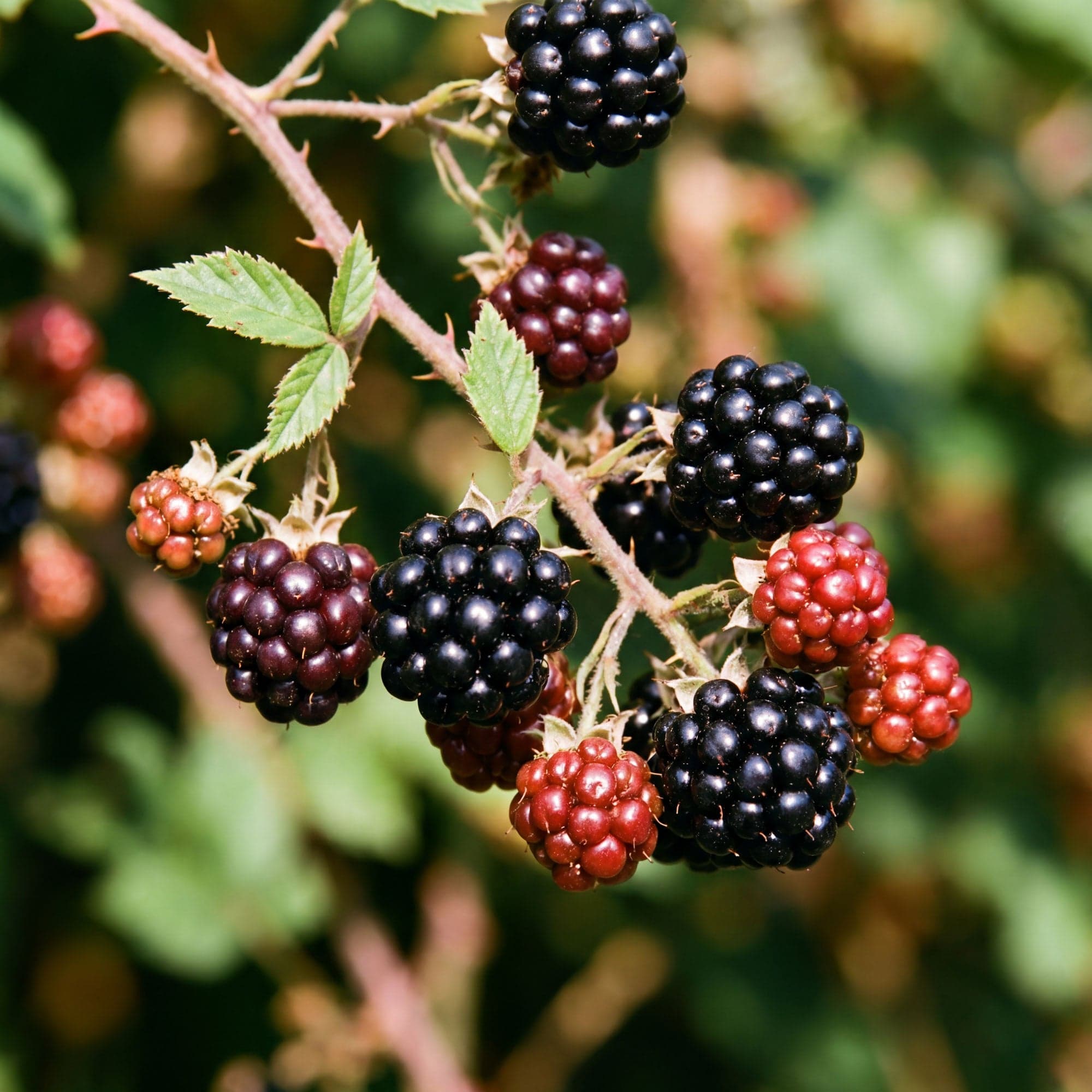 Ripe black and unripe red blackberries growing on a thorny branch with green leaves.